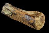 Hadrosaur (Edmontosaurus) Bone Section - South Dakota #113596-2